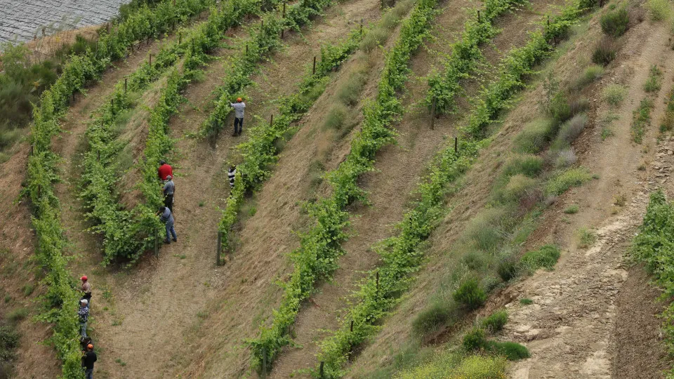 UE chega a acordo provisório sobre regras no setor do vinho