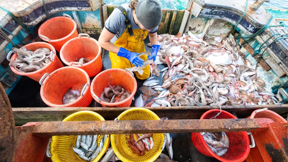 2025 foi ano "histórico" para pesca sustentável na Península