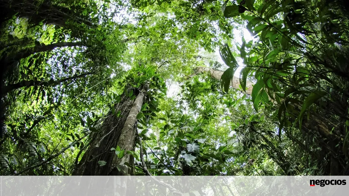 Florestas portugueses aumentaram 11% em 2023 e lideram