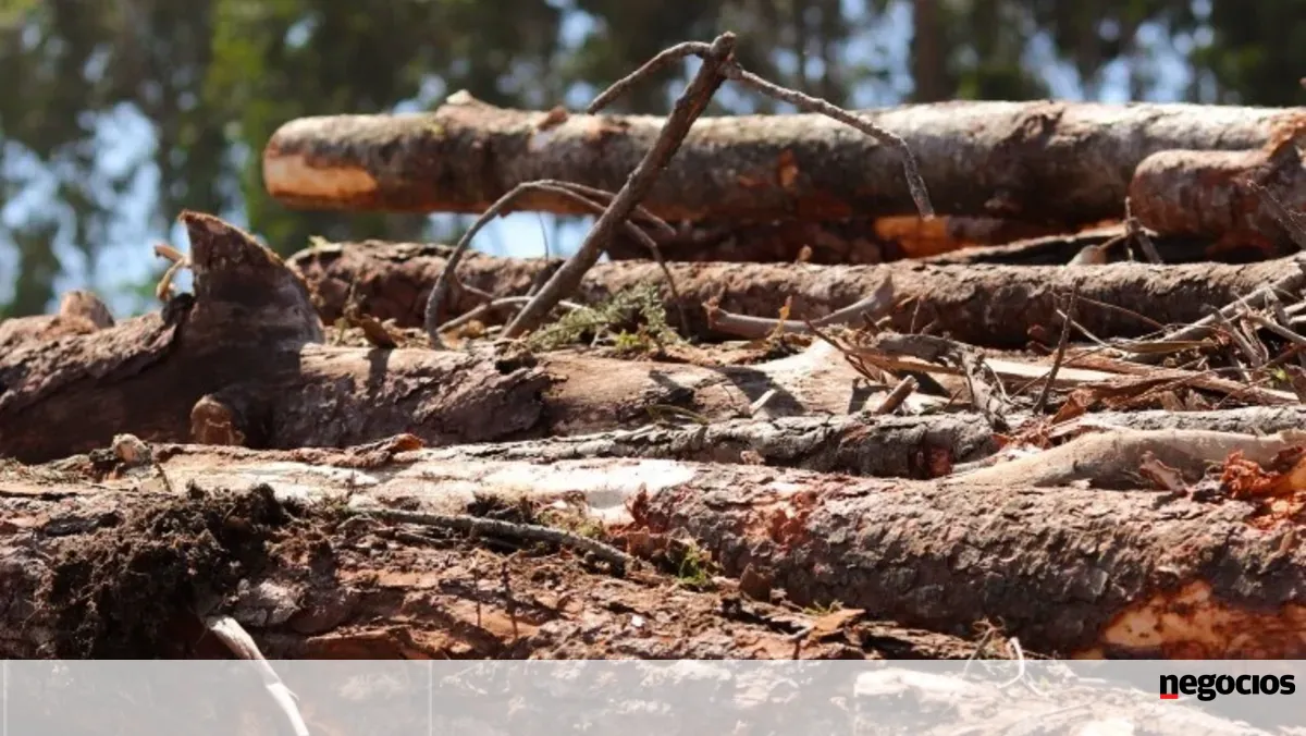 Portugal foi líder do crescimento florestal na União