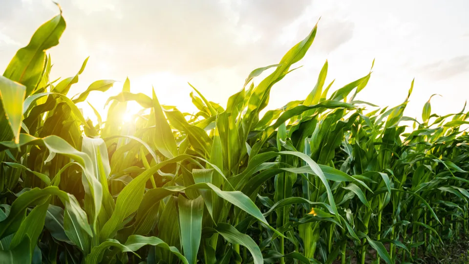 Reforma da PAC é a "pior proposta alguma vez apresentada",