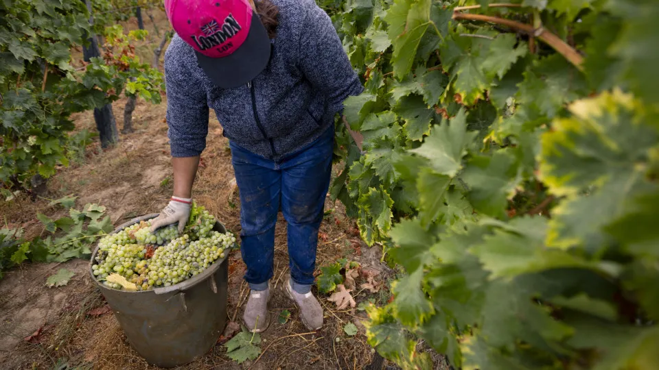 Viticultores confirmam menos produção e apontam dedo à