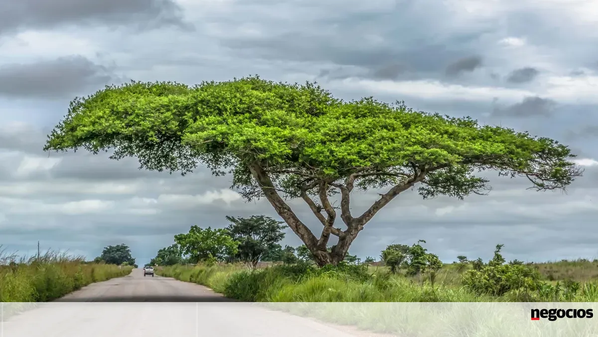 A economia global continua a pagar para destruir a natureza