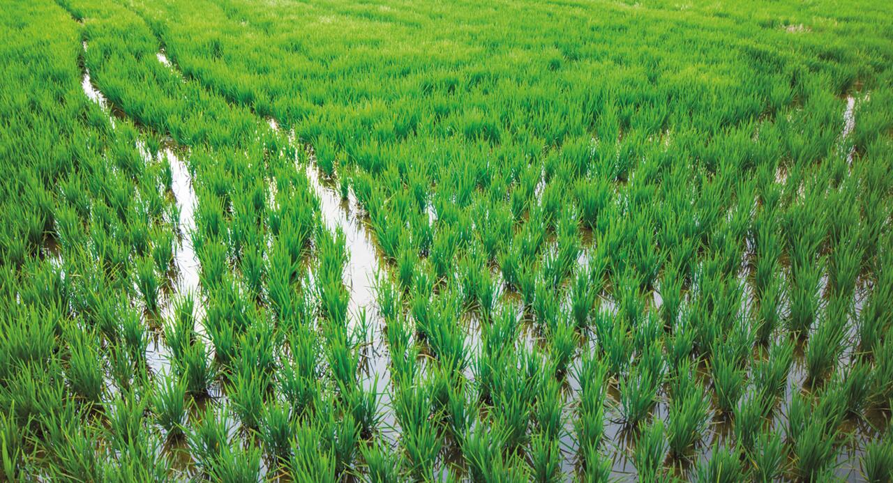 BAD Aprova 22,8 Milhões de Dólares Para o Sector do Arroz •