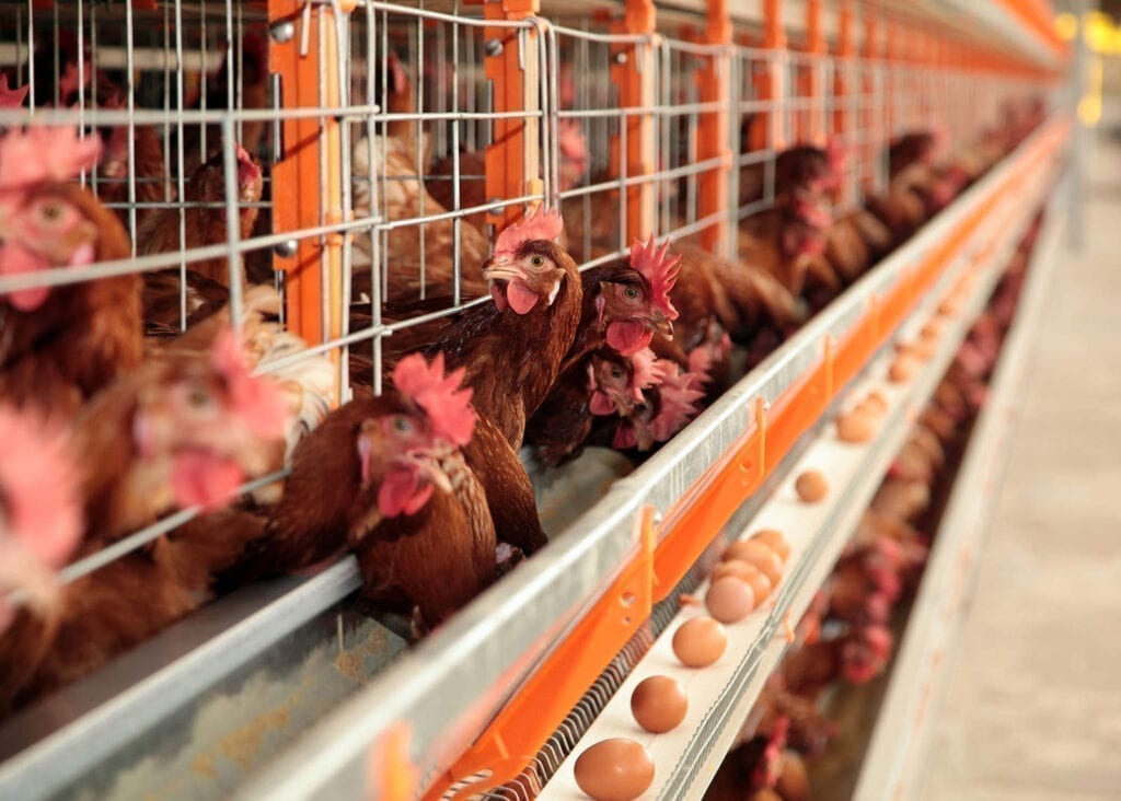 Brasil Autoriza Exportação de Material Genético Avícola Para