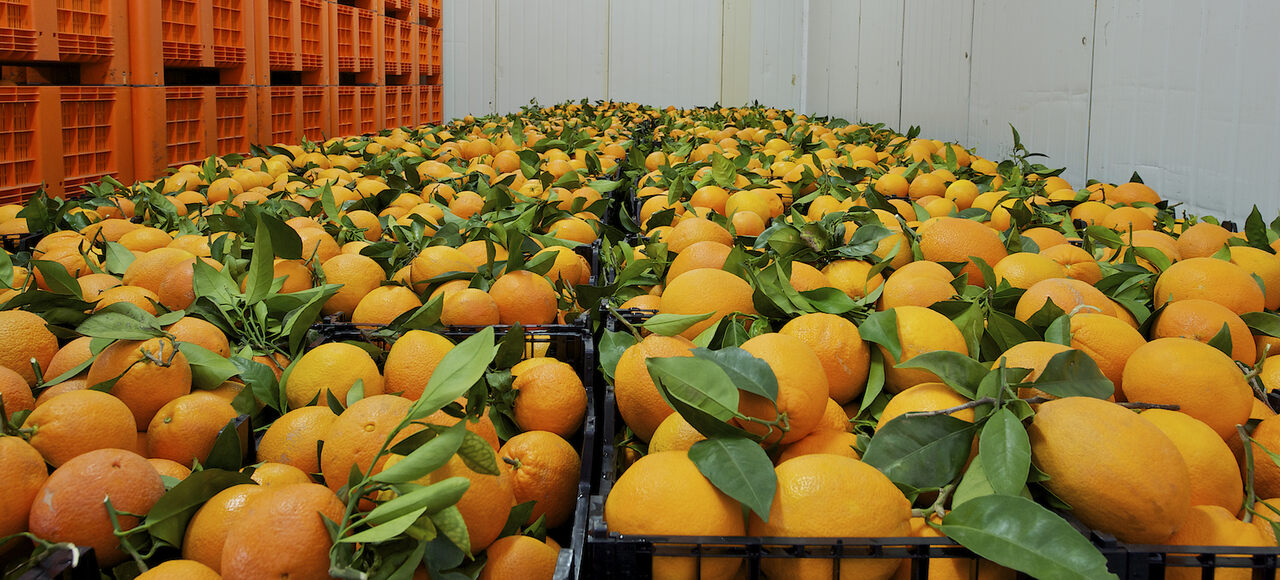 Exportações de Frutas Retomam Dinamismo em 2026,...