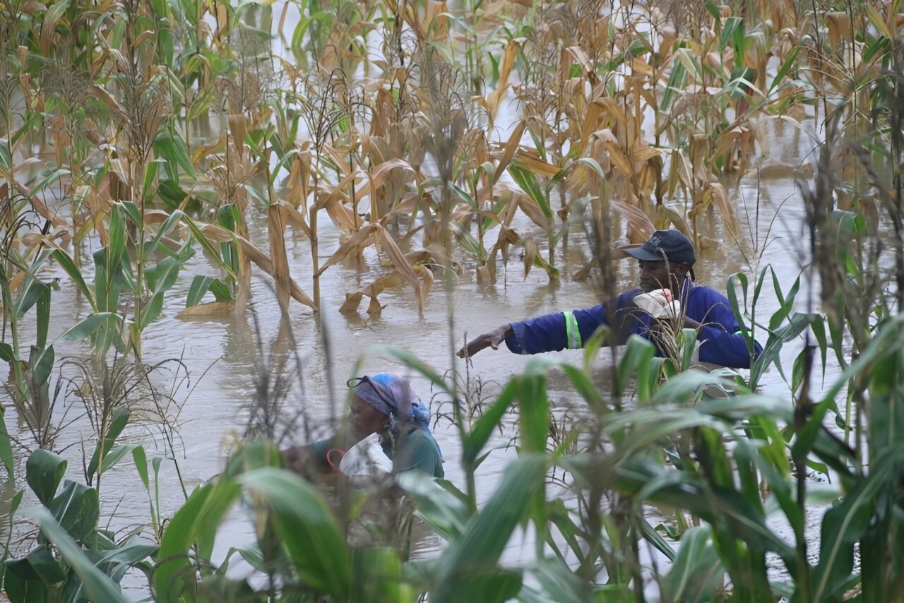 Governo Reporta Perda de 186 Mil Hectares e 150 Mil Cabeças