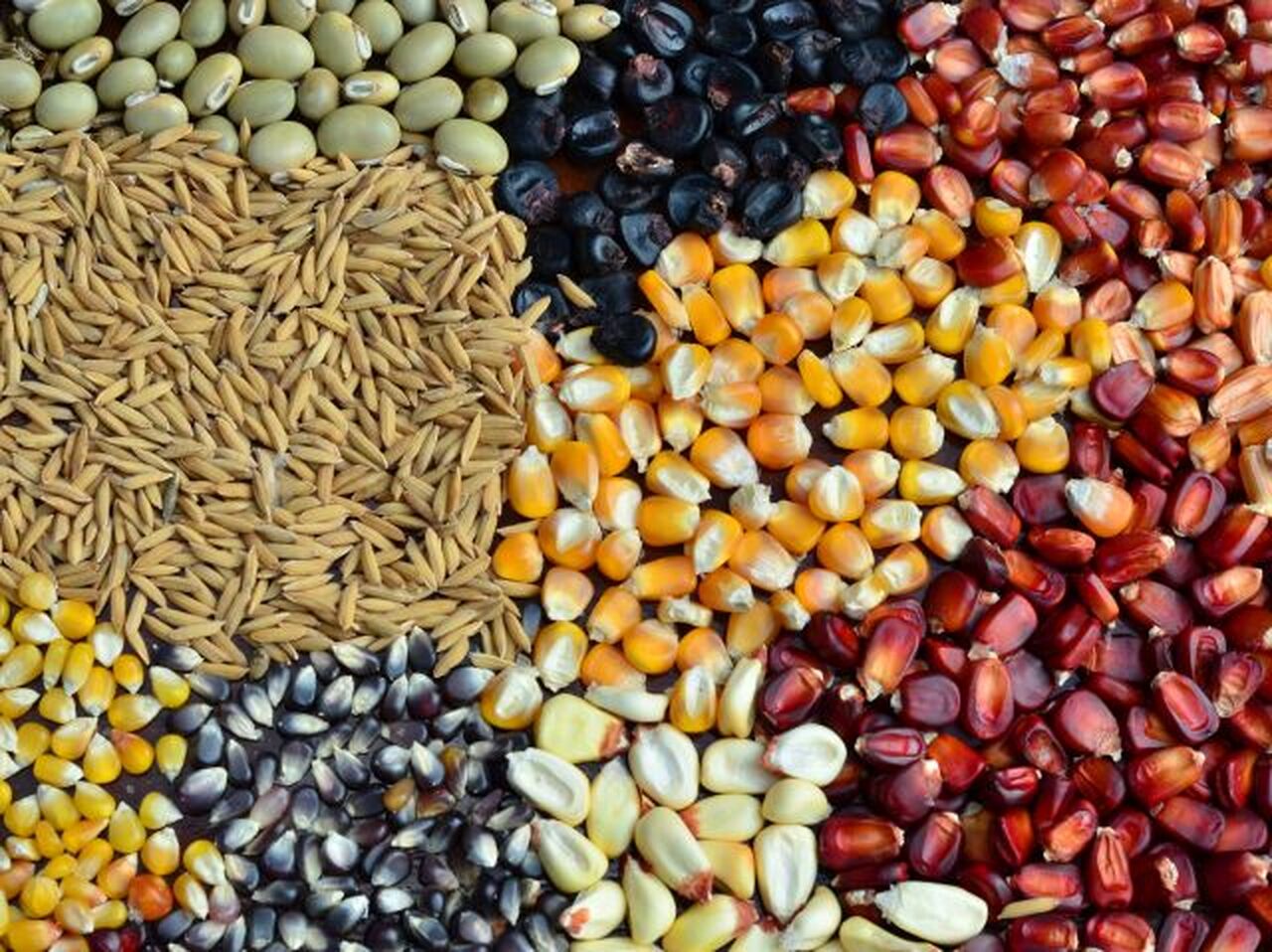 Governo Retira Licença à Moz Store Seed Por Violações ao