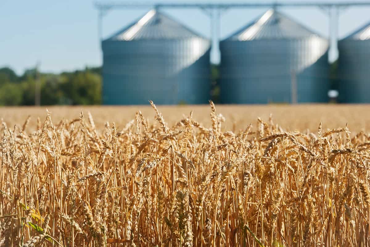“Novo Modelo de Importação do Trigo e Arroz Elimina