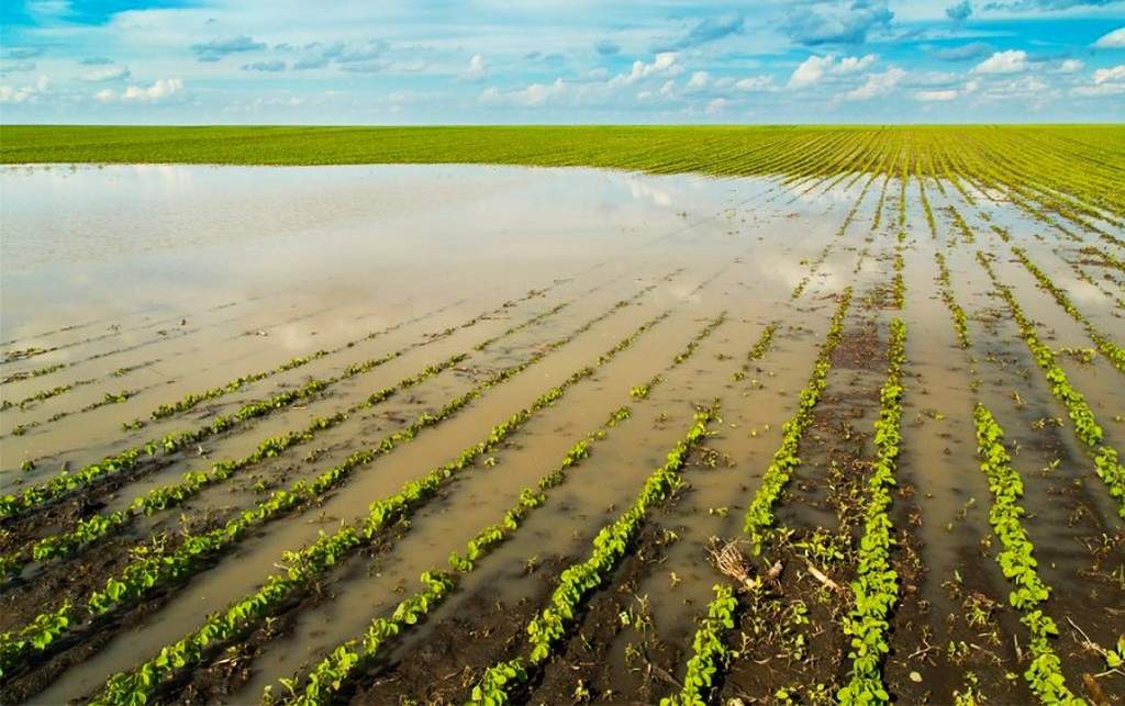 “Perda da Produção Poderá Agravar a Insegurança Alimentar no
