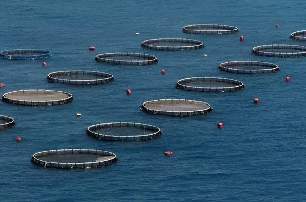 Projecto de Aquicultura Marinha Avaliado em 170 M$ Avança…