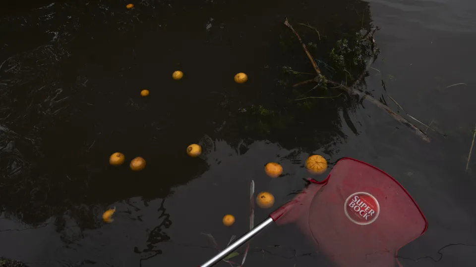 Associação citrícola algarvia estima perda na produção entre