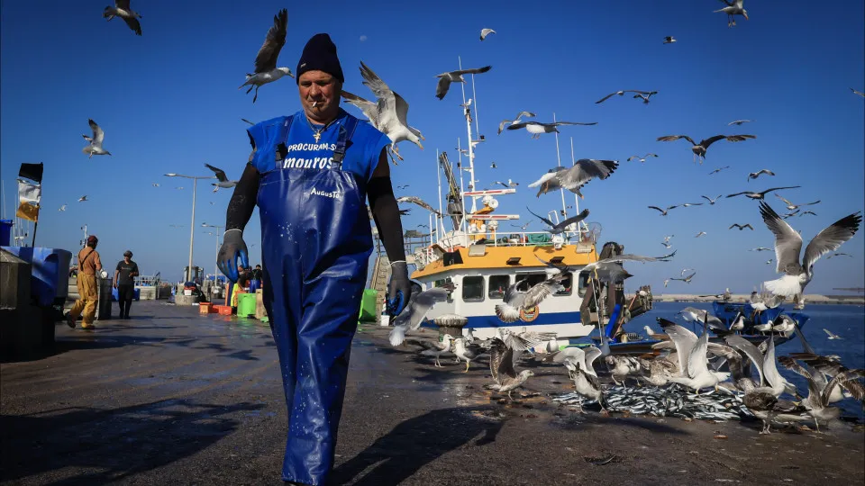 Pescadores falam em "impacto recorde" com barcos parados
