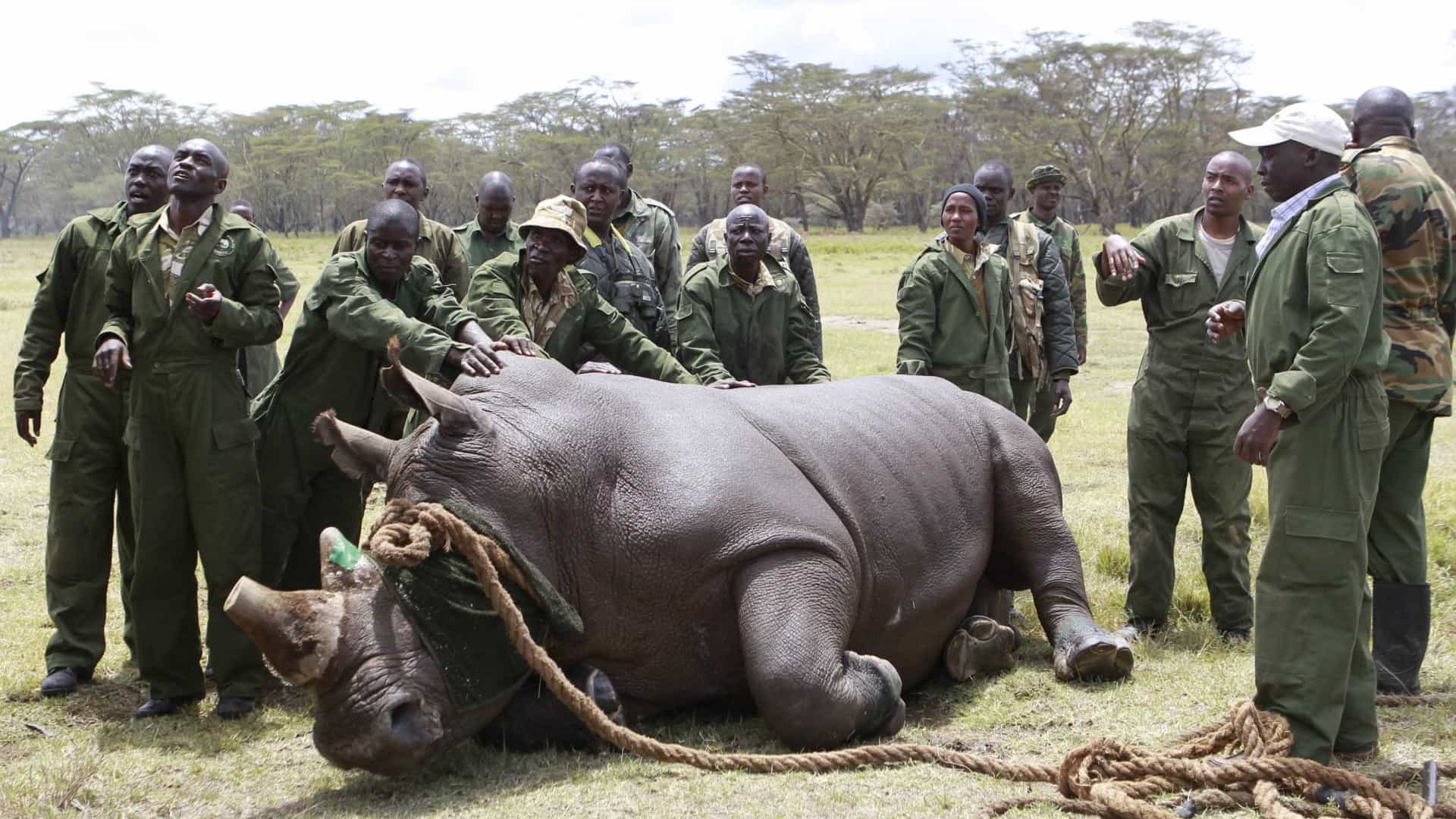 Caça Furtiva de Rinocerontes Caiu 16% em 2025 • Diário...