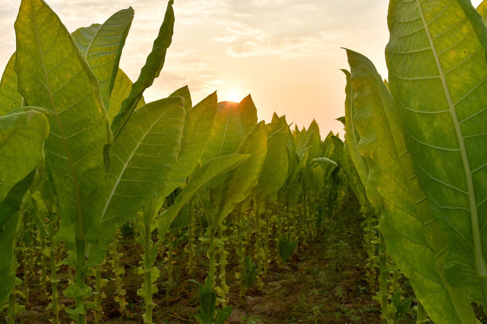 Governo Avança Com Nova Lei Para Controlo do Tabaco em