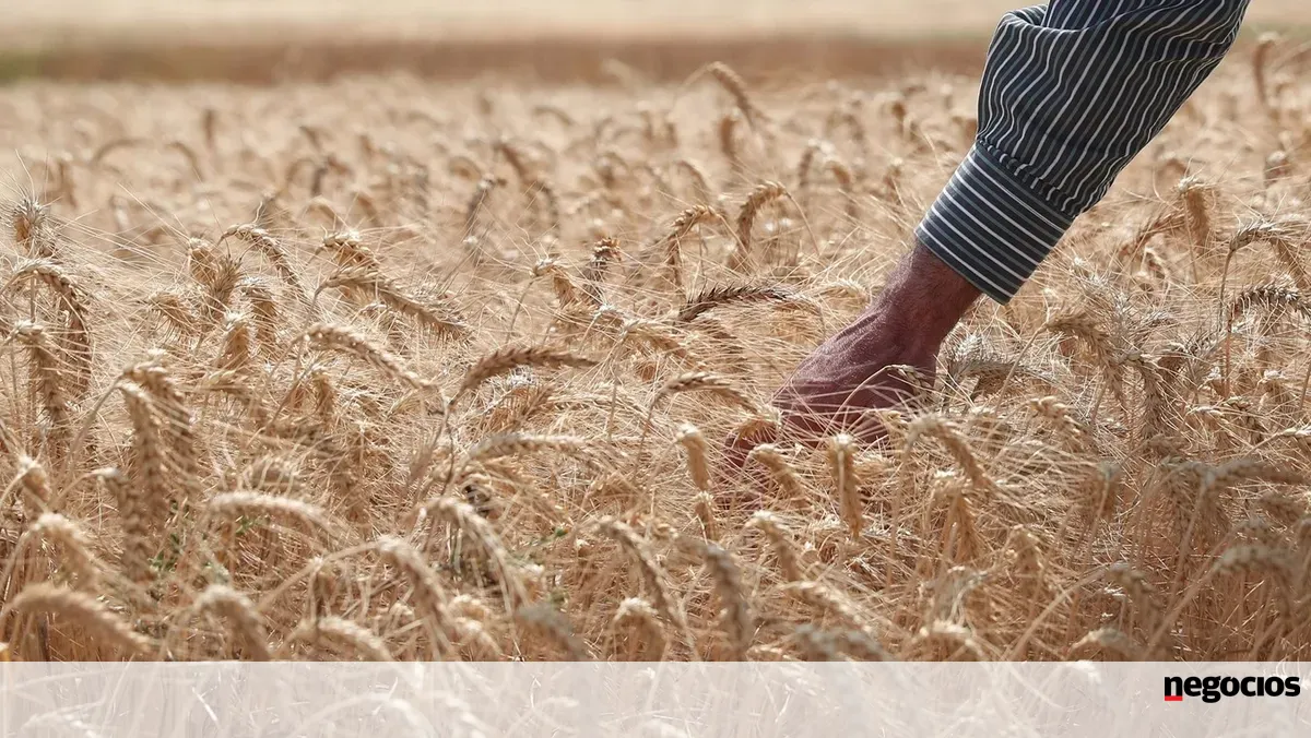 Índia enfrenta fevereiro mais quente e seco. Culturas de